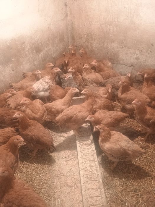 Pui de carne și rasa mixta