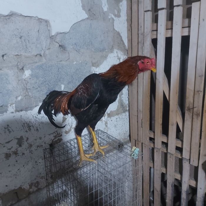 Джужа июнски Корейц китай