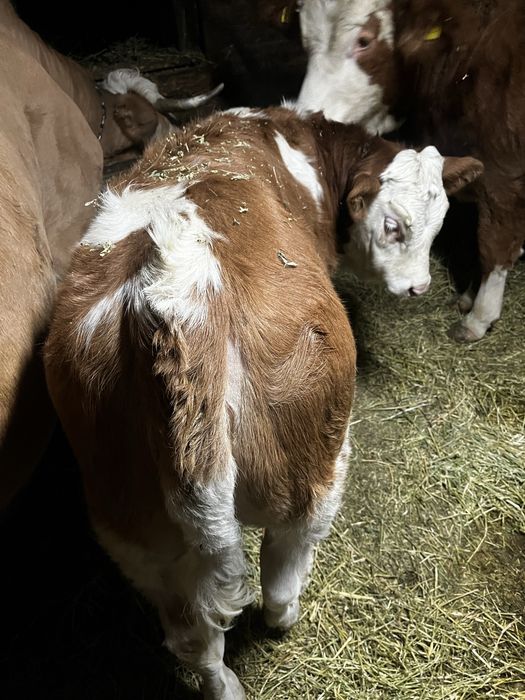 Vitea de 3 luni jumtate