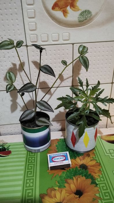 Цветов много хороших