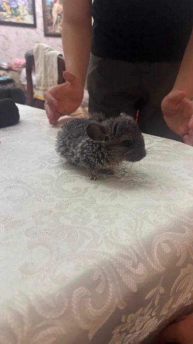 Продаем шиншиллу