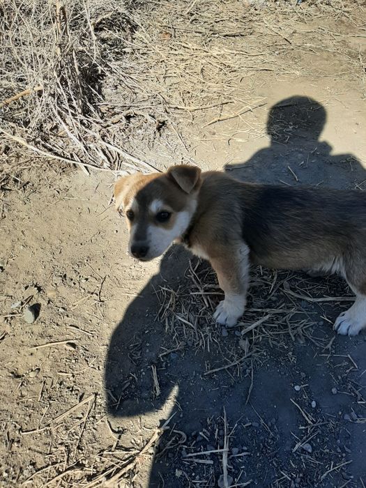 Щенки бесплатно.