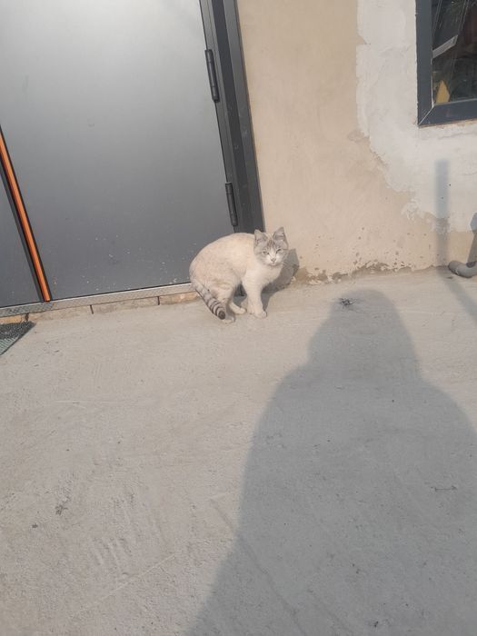 Отдам котёнка в хорошие руки