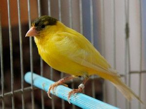 Prodam Kanareyki limonniy. Sayroqi.