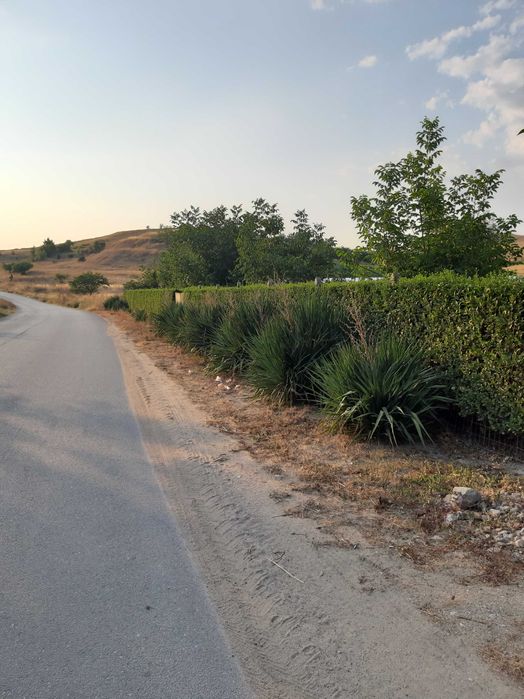 Лигуструм  в саксийки- жив плет