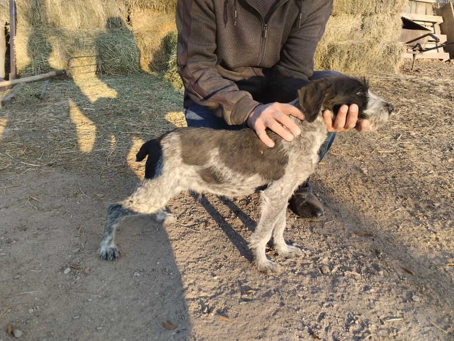 Продаю щенка 3 мес дратхар