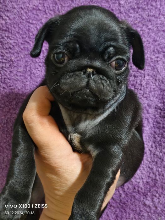 Очаровательные щенки мопса.