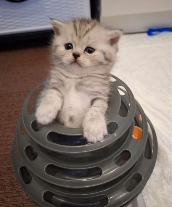 Котята прямоухие девочки 1.5 мес
