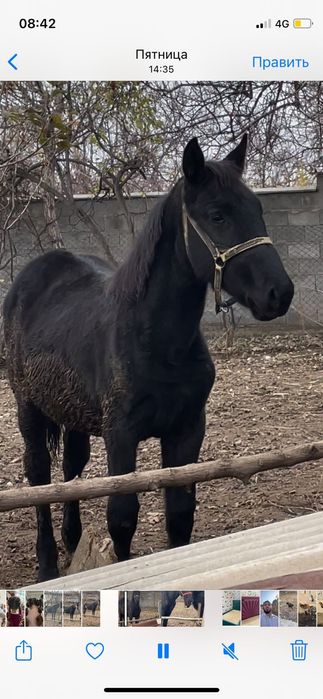 Продаётся кобыла с жеребёнком жерёбая