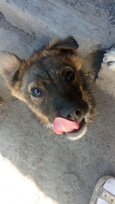 Продам щенка  помесь