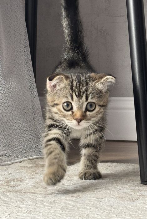 Продам котенка скоттиш фолд