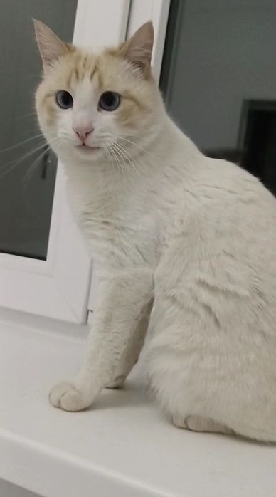 Кот мальчик кострирован