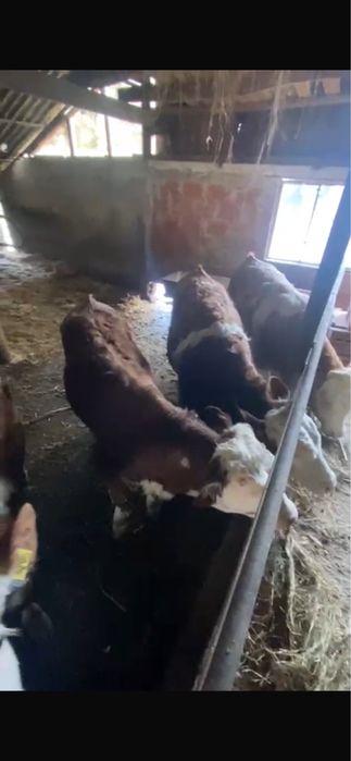 Vând vitei baltata romaneasca