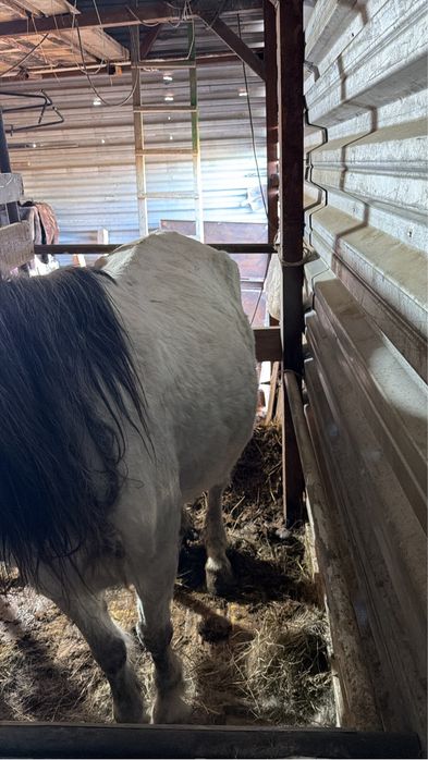 Кобыла ручная, торг имеется