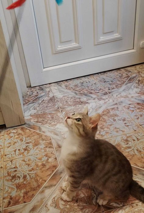 подарявам коте, 6 месеца мъжко