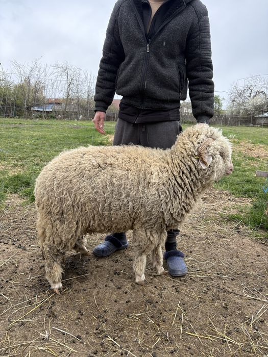 Vând mieluțe țurcane băle