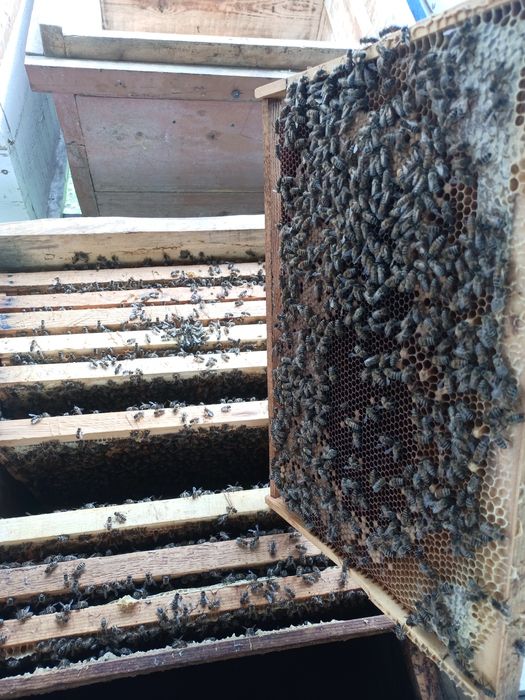 Asalari sotiladi.Асалари сотилади.