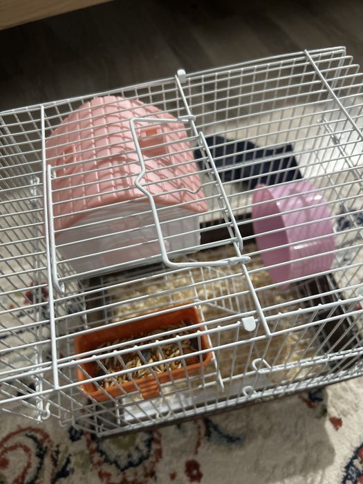 Животное,хомяк,небольшой