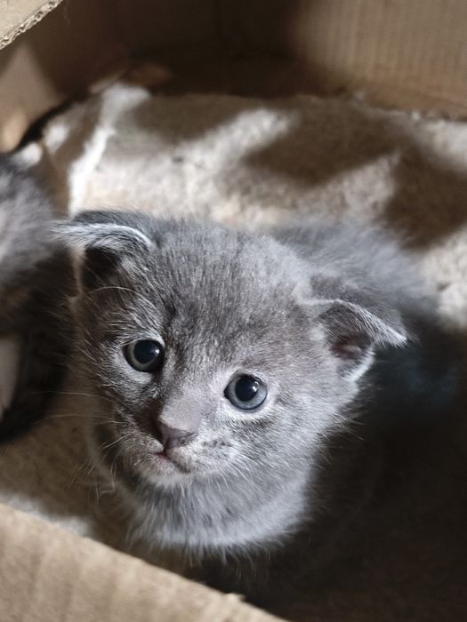 Котята ищят новый дом