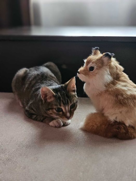 Отдам кошечку в добрые руки