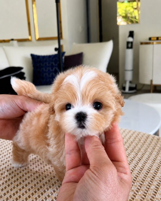 Maltipoo Mini Toy Apricot