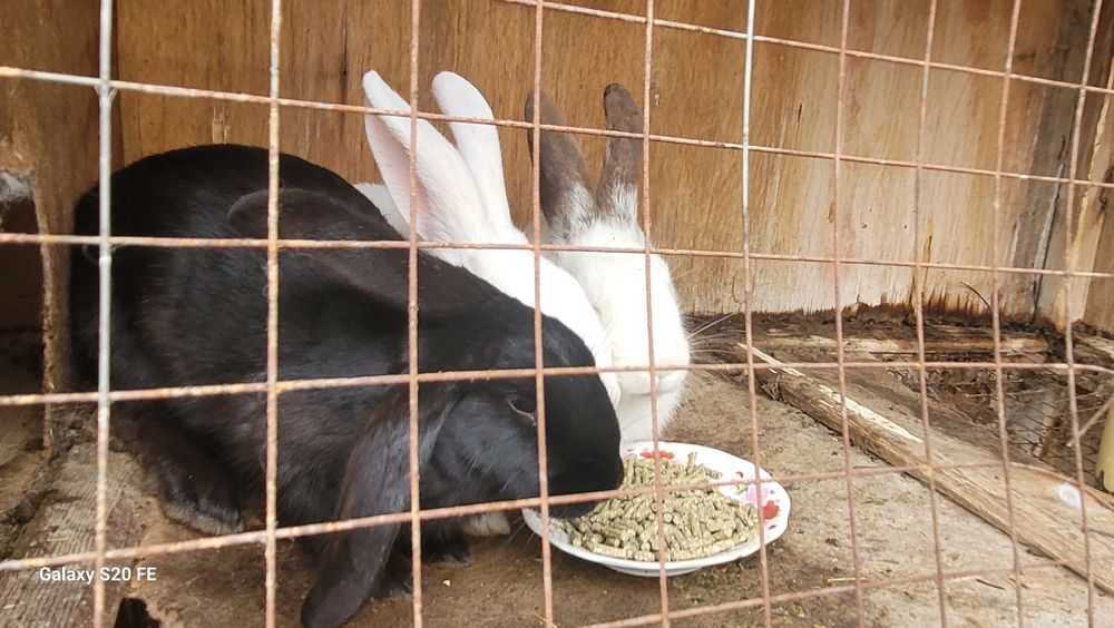 Quyon sotiladi sog'lom. Hali bolalamagan