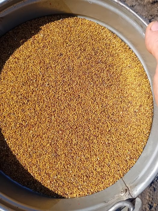 Sămânță de lucernă