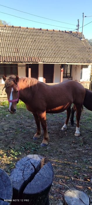 Vând iapa (7 ani)+mânz și iapa (2 ani)