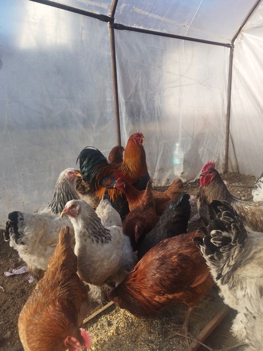 Brahma, chabo, fazan comun, rate alergatoare sau rate indiene