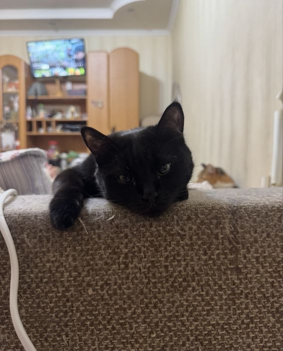 Кошка черная ласковая