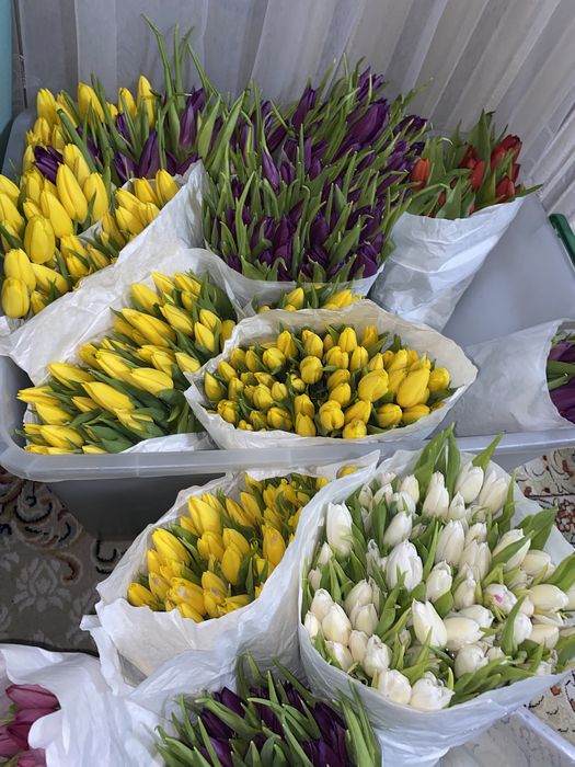 Тюльпаны оптом по 250