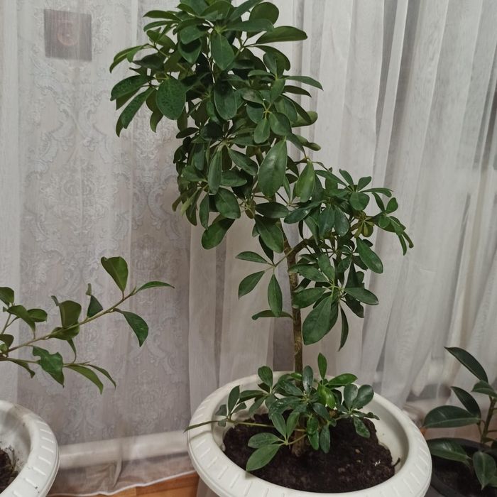 Комнатные цветы Фикус Алое