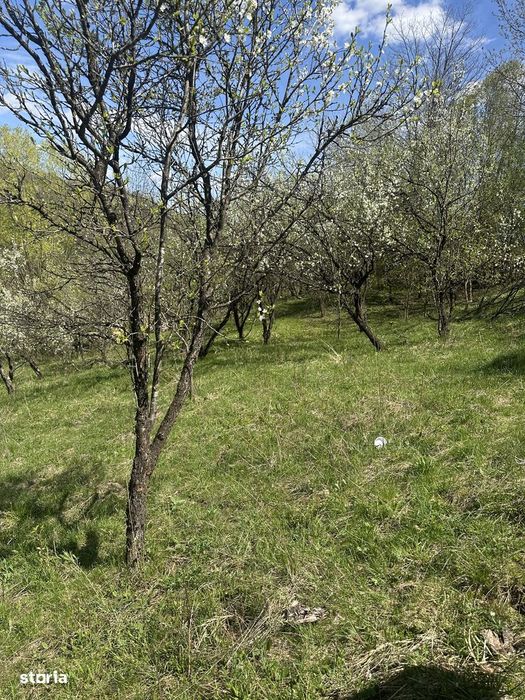 Provița de Jos - teren intravilan 2035mp - 13 Euro/mp