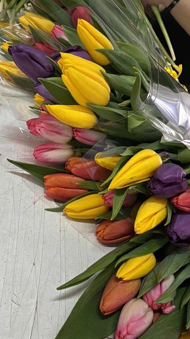 Тюльпаны по 550тг