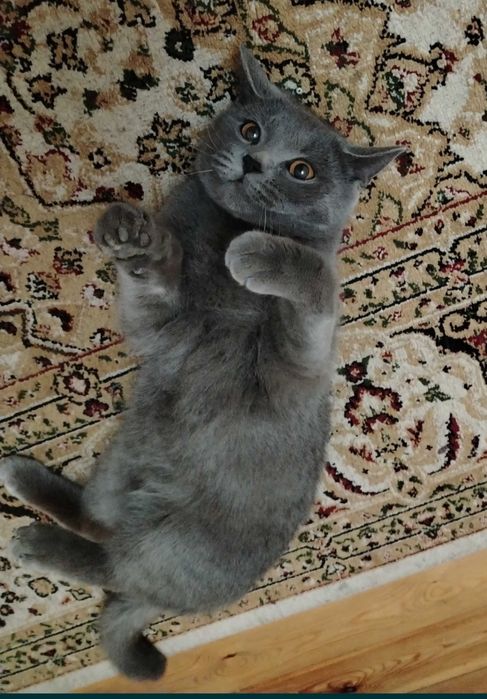 Mushuk sotiladi British shorthair