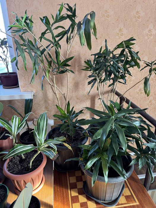 Цветы в офис, для дома