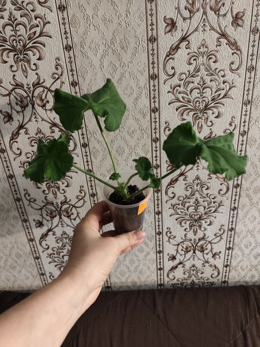 Продам пеларгонию ЮВ 1.21
