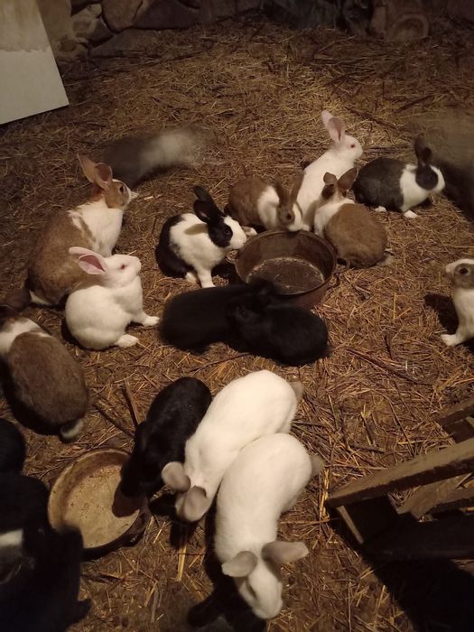 Vând iepurași Hycol de diferite vârste