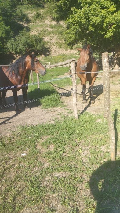Armăsar și iapă, de vânzare . Pt mai multe detalii, la telefon 0733812739
