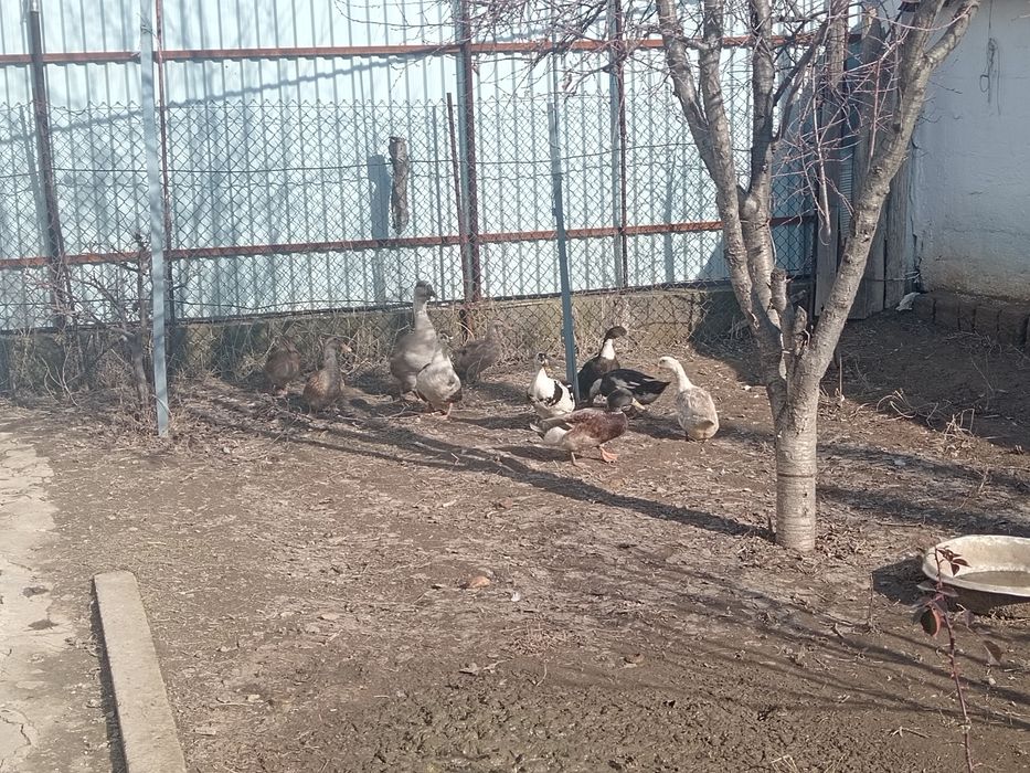 Урдак ва гоз  обмен