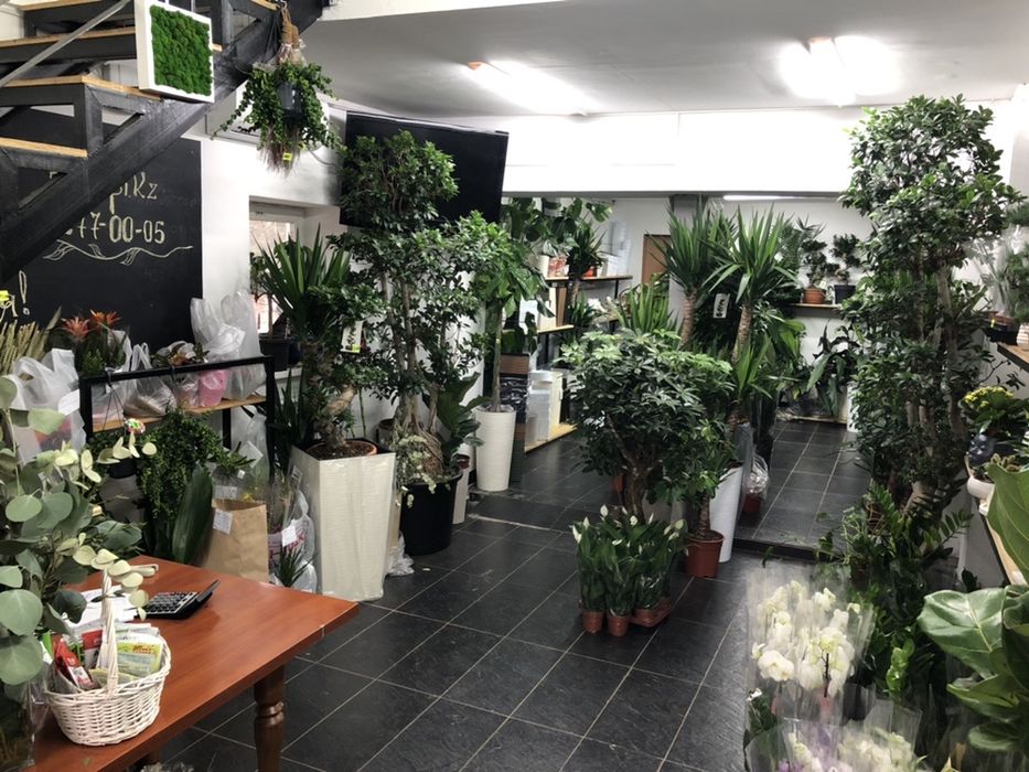 комнатные цветы для вас