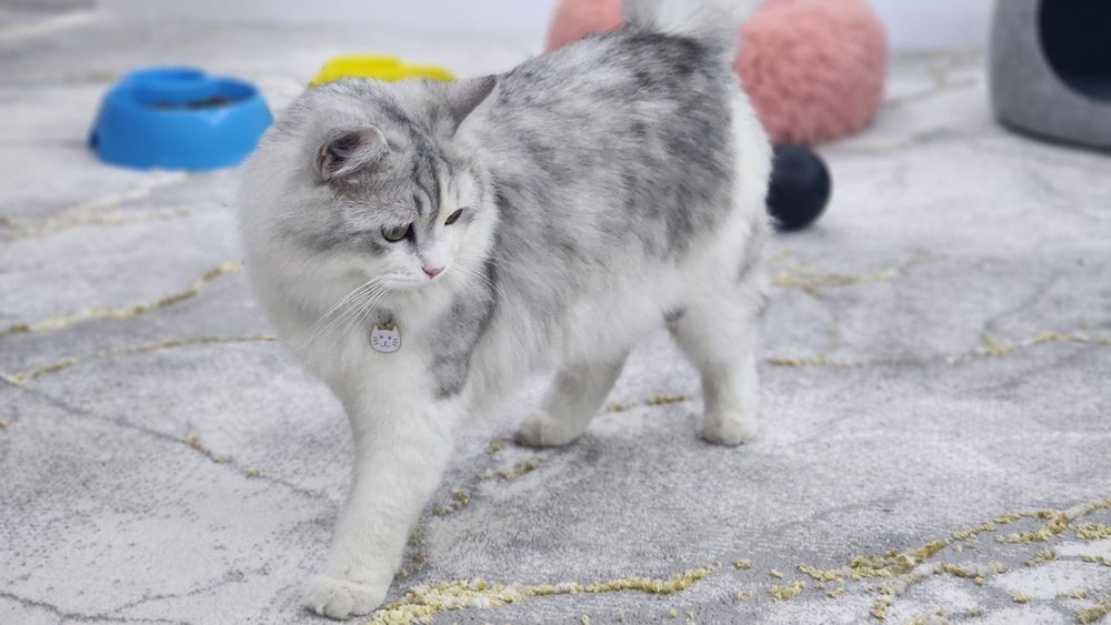 Scottish strayt heylund