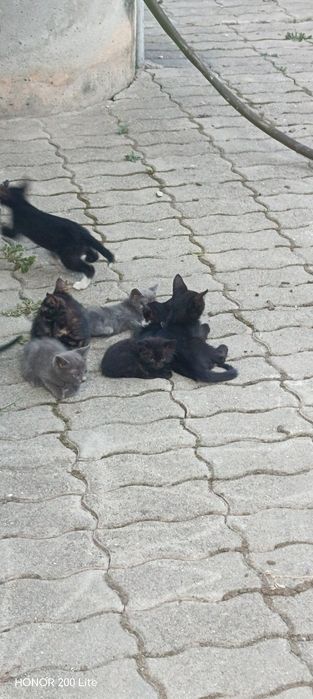 Pisicuți   donație