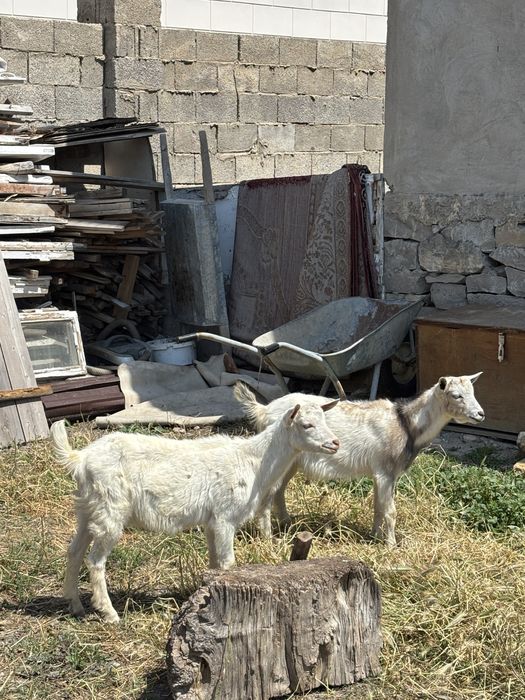 Семиз лактар сатылады