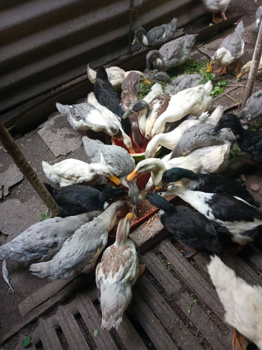 Утки фаваритские