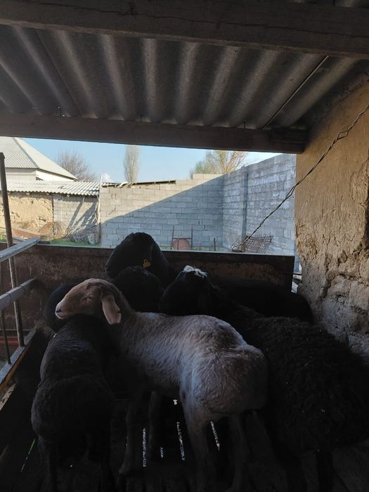 Қошкарлар сатылады