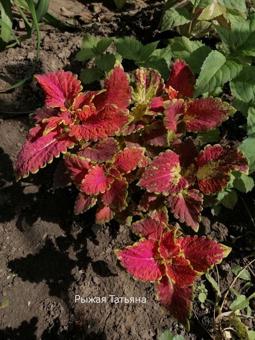 Колеус, крапивка/комнатные растения