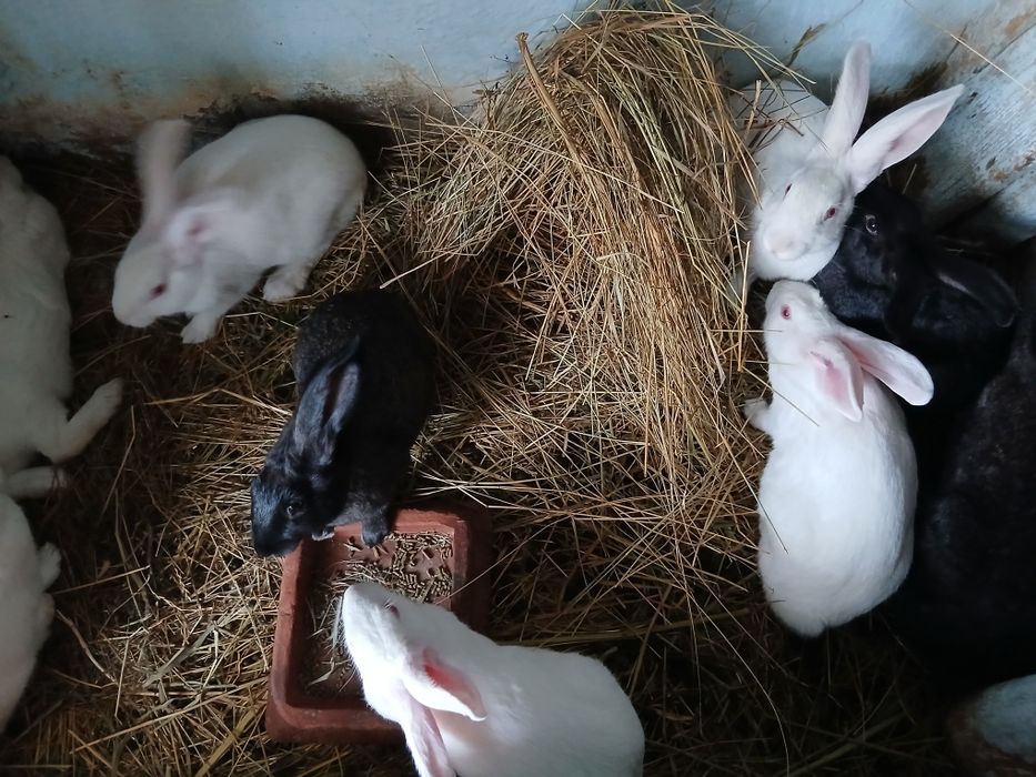 Iepuri hycol francez