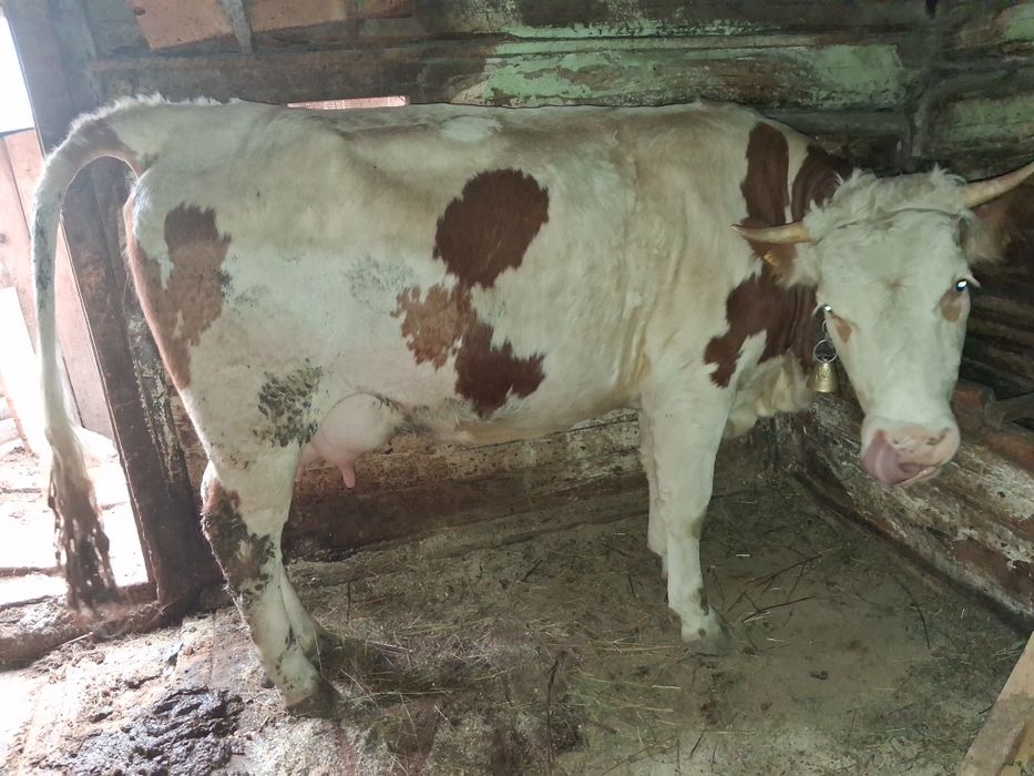 Vand vaca la garanțe