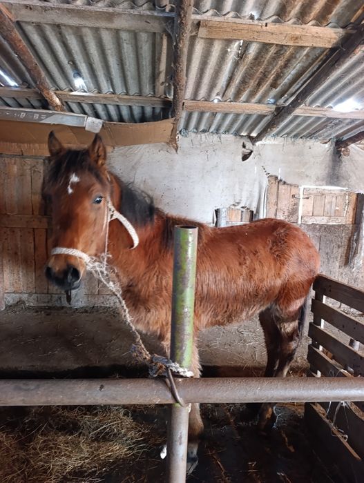 Продам годовалого жеребчика